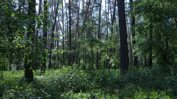 Beautiful Green Forest on a Summer Day Slow Motion