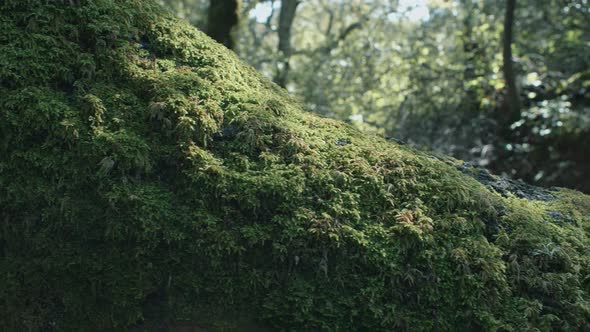 Moss on the tree