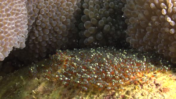 Eggs of Clark's anemonefish (Amphiprion clarkii) attached beside sea anemone