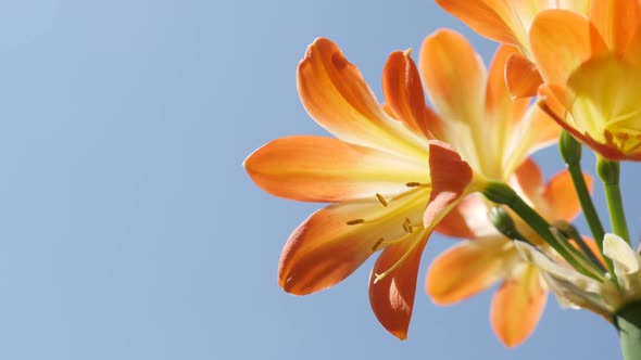 Close-up of orange Clivia miniata flower 4K 2160p 30fps UltraHD footage - Amaryllidaceae family nata