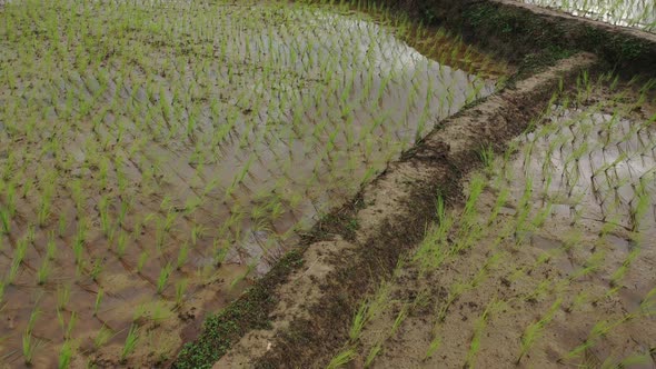 Aerial drone view of agriculture in rice on a beautiful field filled with water