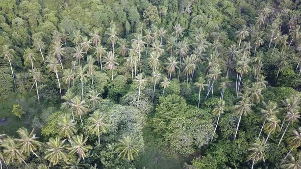 Flying towards coconut trees near Batu Kawan