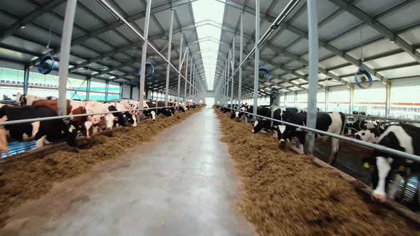 Flying a drone over a herd of Holstein cows on a farm