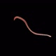 Earthworm Creep. Footage With Alpha Channel (Codec: Png+Alpha With Black Background) - VideoHive Item for Sale