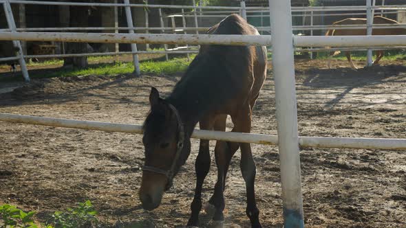 A Small Foal Eats Hay in the Paddock in Summer