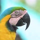 The blue parrots - VideoHive Item for Sale