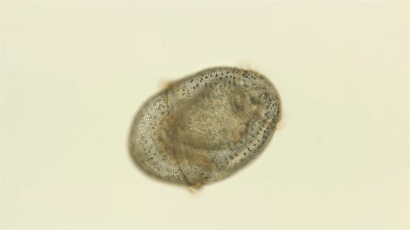Worm Larva at Trochophore Stage with a Microscope, Subclass Echiura, Free-floating Planktonic Larva