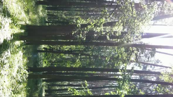 Vertical Video Aerial View Inside a Green Forest with Trees in Summer