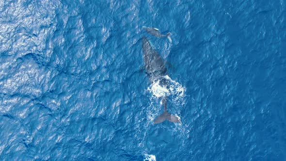 mother whale and calf preparing to dive into deep blue ocean