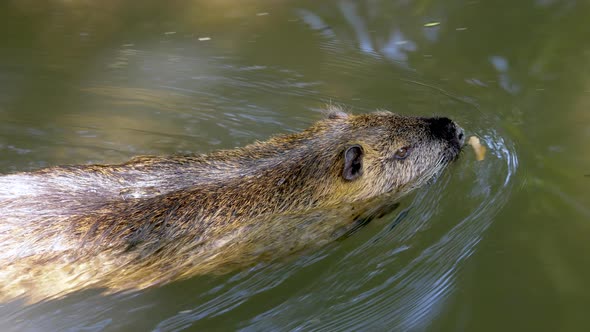 Tracking shot of wild Beaver swimming in natural pond during sunny day in nature - Slow motion close