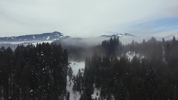 Aerial view of a forest during winter