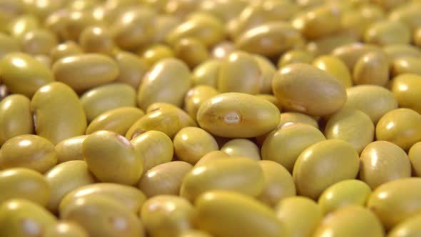 Raw Canary (peruvian) yellow beans. Dry peruano legumes. Macro