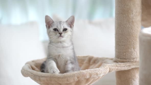 Cute Scottish Kitten Sitting On Cat Tower