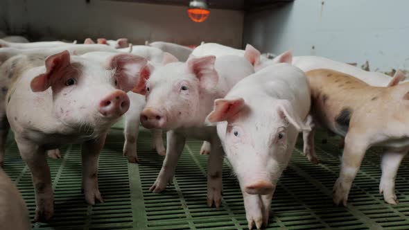 Young Little Pigs on a Farm in a Pigsty Look Into the Camera and Sniff