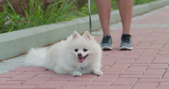 Pomeranian dog go with dog at outdoor