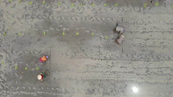 Aerial top view of farmers are planting rice in rice fields in ​​Indonesia