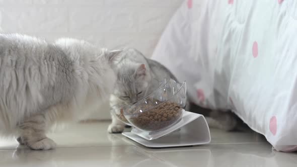 Two Cute Cats Eating From Bowl On Floor