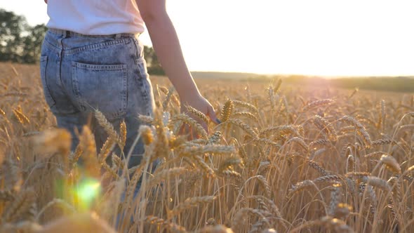 Rear View of Young Girl Walking Through the Cereal Field and Touching Golden Ears of Crop at Sunset