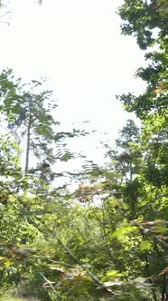 Vertical Video of Green Forest By Day