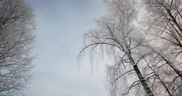 Snowy and Magical Forest in Winter. Frosty Morning.