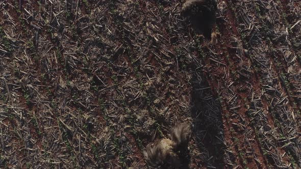 Rhea walking on soy crop fields by drone aerial 90 degrees