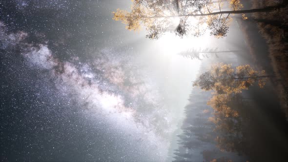 Milky Way Galaxy Over Forest