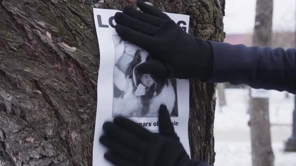 Close-up of Hands in Winter Gloves Hanging Missing Dog Ad on the Tree. Saint Bernard's Owner