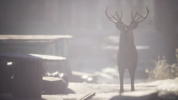 Wild Deer Rooming Around the Streets in Abandoned City