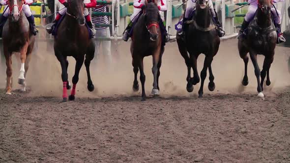 Start of the Horse Racing at the Racetrack