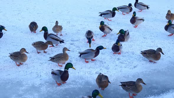 ducks in a winter park. close-up of a flock of ducks