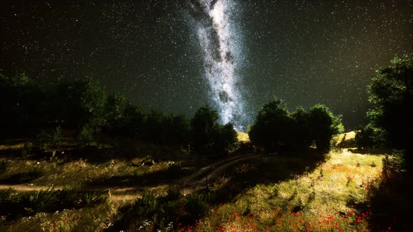 Green Trees Woods In Park Under Night Starry Sky