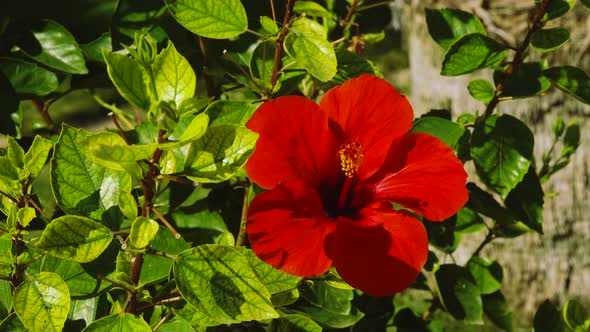 Tropical Red Hibiscus Flowers . Close Up