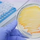 Petri dish with bacteria in the hands of a scientist. - VideoHive Item for Sale