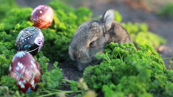 Easter bunny and easter eggs on green grass outdoors.