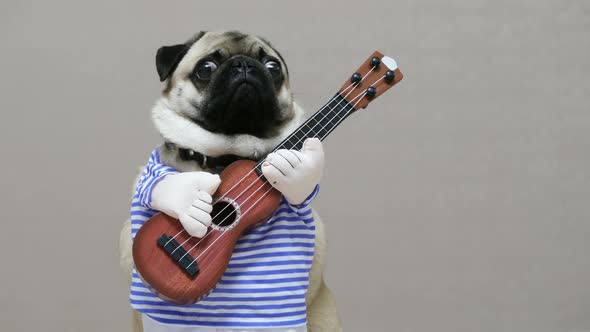 Surprised Funny Pug Looks at the Camera with a Guitar in a Festive Costume, Dog Guitarist