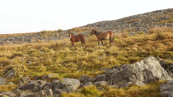 Wild horses grazing in a green meadow in Wales