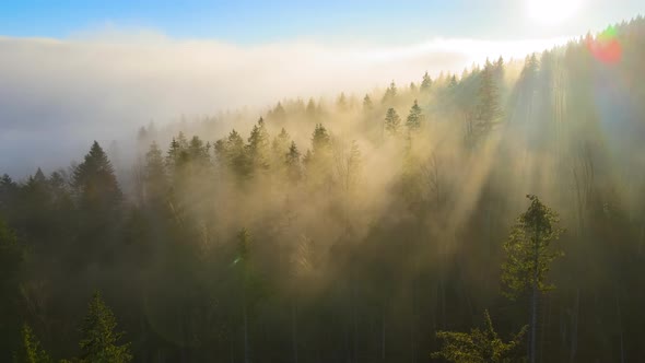 Aerial View of Bright Foggy Morning Over Dark Mountain Forest Trees at Autumn Sunrise