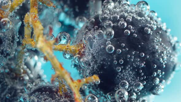 Black Grapes Fruit Under Water Selective Focus Macro