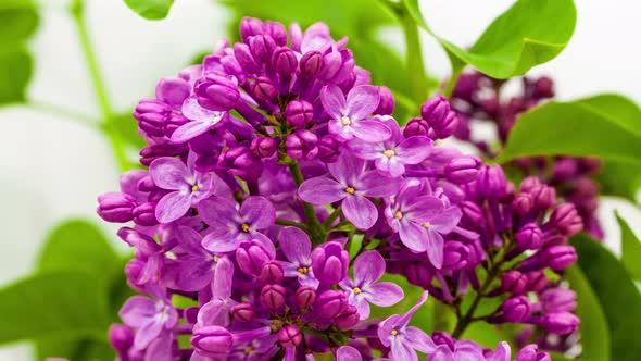 Lilac Flower Blossom