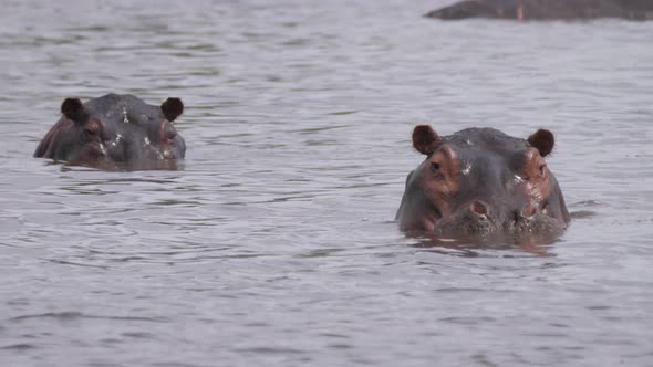 Two hippos in a lake at Moremi Game Reserve