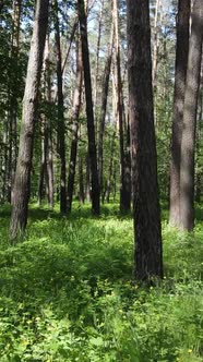 Vertical Video of a Forest with Trees