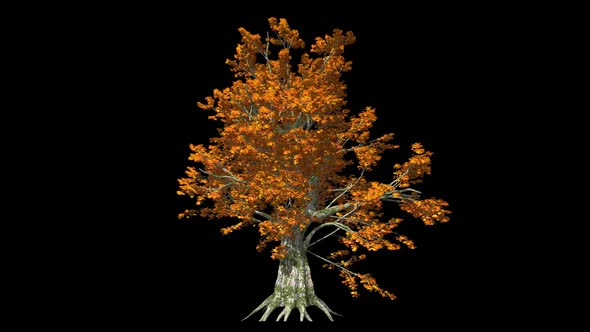 Tree With Fall Foliage alt