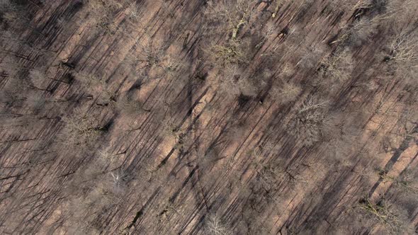 AERIAL: Top View of Brown Colour Tree Forest with Long Shadows on the Ground