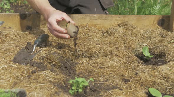 Transplanting spinach seedling into mulched raised garden bed