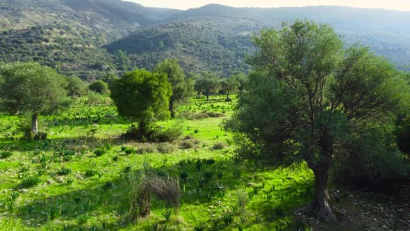 Nature Trees in Early Summer Aerial View of Beautiful Green Forest with Olive Trees in Sunny Weather