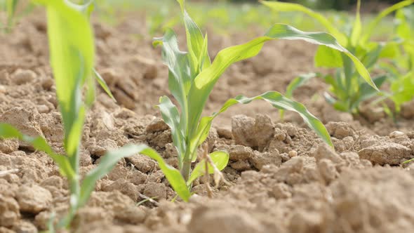 Corn field plants on the wind waving 4K 3840X2160 UltraHD footage - Plants in cultivated corn field 