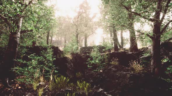 Fairy Tale Spooky Looking Woods in a Misty Day alt