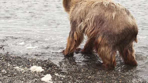 Kamchatka Brown Bear Eats Red Fish on the Pacific Coast