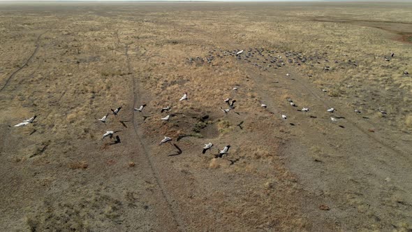 Flock of Cranes Flying. Flock of Migratory Bird Fly Over Steppes To China.  Hdr Slow Motion