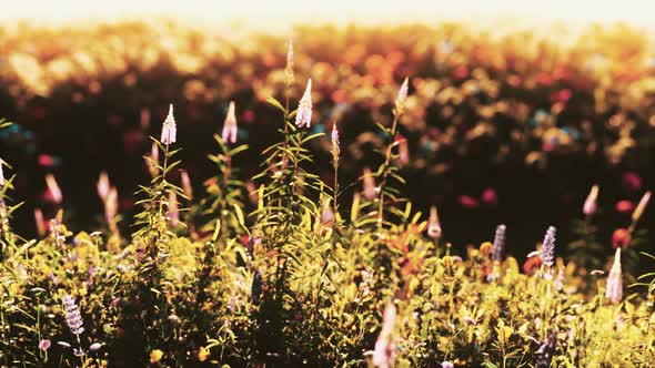 Beautiful Summer Meadow with Wild Flowers in Grass Against of Dawn Morning